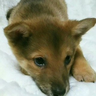 保健所からレスキューした子犬⑤