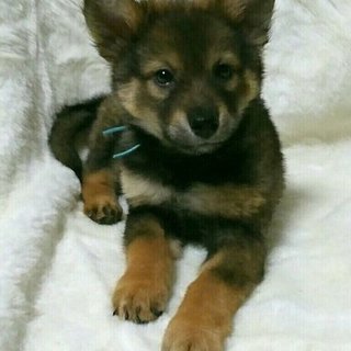 保健所からレスキューした子犬⑥