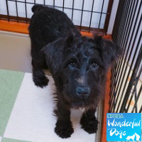 黒シュナももこさま専用 黒シュナももこさま専用 黒シュナももこさま専用 黒シュナももこさま専用