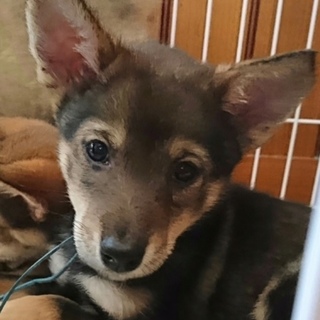 保健所からレスキューした子犬