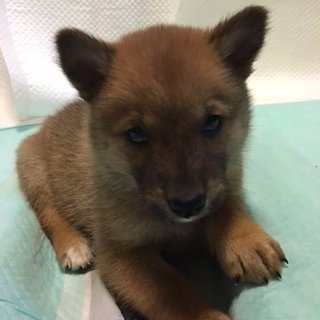 保健所からレスキューした子犬②