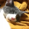 の写真
