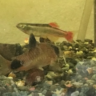 赤ヒレ３匹+コリドラスパンダ１匹の里親を募集中です