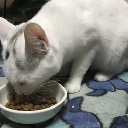 帰って来た猫 その後