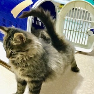 子猫里親様募集中