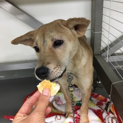 「最後のお願い！→ふな子譲渡決定！たみ譲渡決定！」サムネイル2