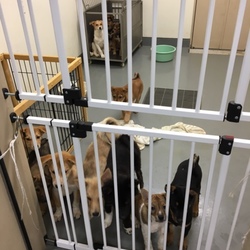 「最後のお願い！→ふな子譲渡決定！たみ譲渡決定！」サムネイル3