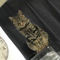 甘えん坊のレオくん