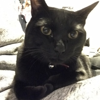 黒猫男の子☆やまとくん