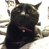 黒猫男の子☆やまとくん サムネイル2