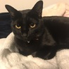 黒猫男の子☆やまとくん サムネイル3