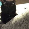 黒猫男の子☆やまとくん サムネイル4