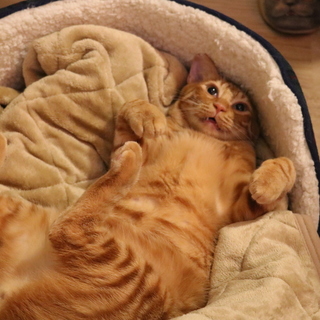 カイくんをゆっくりと見守ってくださる家族さんを募集