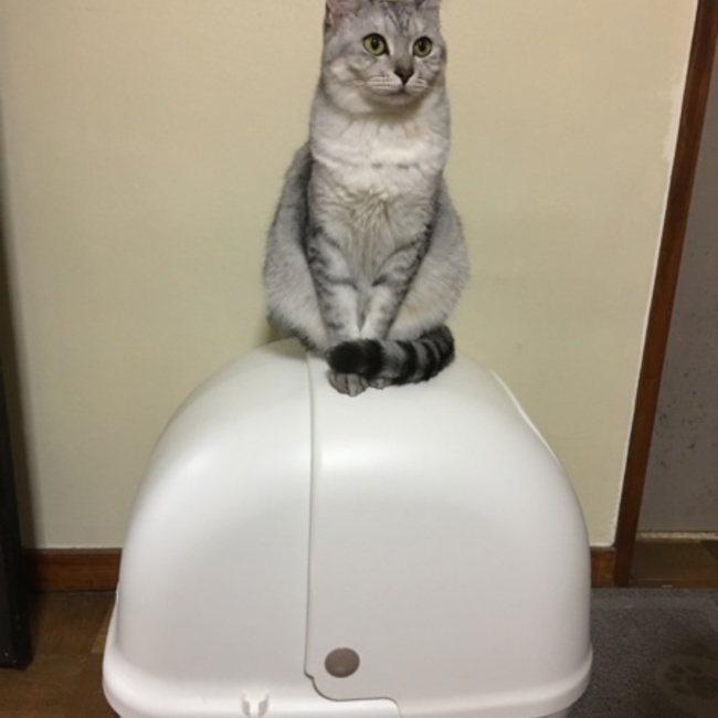 Joyceのカバー写真