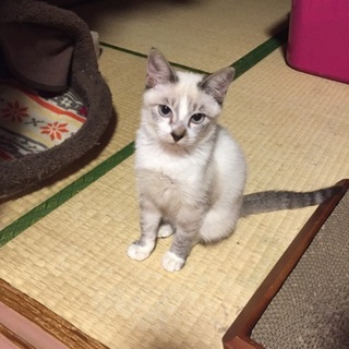 ビビリだけどおメメぱっちり、かんな君