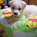 真っ白で可愛すぎるチロ君！