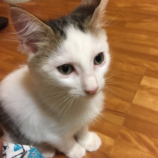 ふわふわの、ふぅちゃん