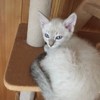 青い目が綺麗な、ブルー