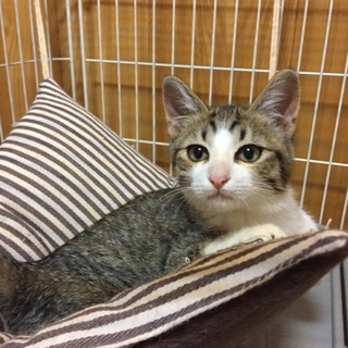 まーるい顔で縞々の、しま