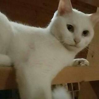 とっても甘えっ子の白猫わこちゃんです❤️