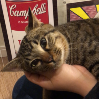 里親様決定！ゴロスリにゃんこ ひらめ君☆☆