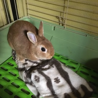 かわいいうさぎさんたち 山形県 小動物の里親募集 1650 ペットのおうち 月間利用者150万人