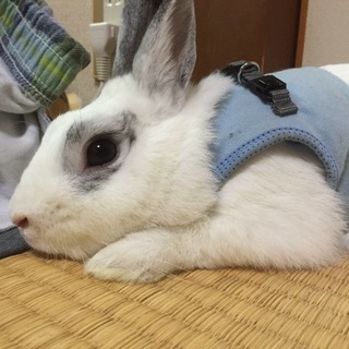人懐こいミニウサギ(♂)