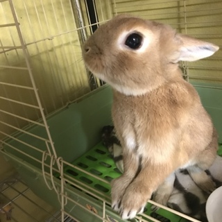 元気なネザーランドドワーフ