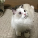 ひとなつっこい子です