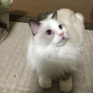 ひとなつっこい子です