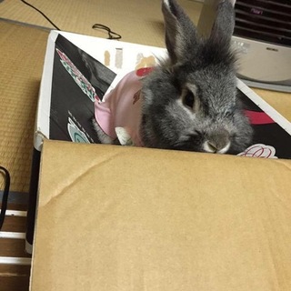 部屋んぽ大好き！ライオンラビット