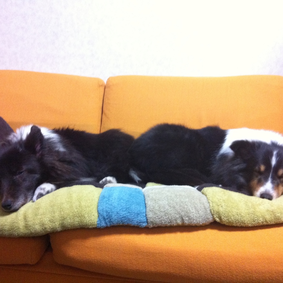 パピーのカバー写真