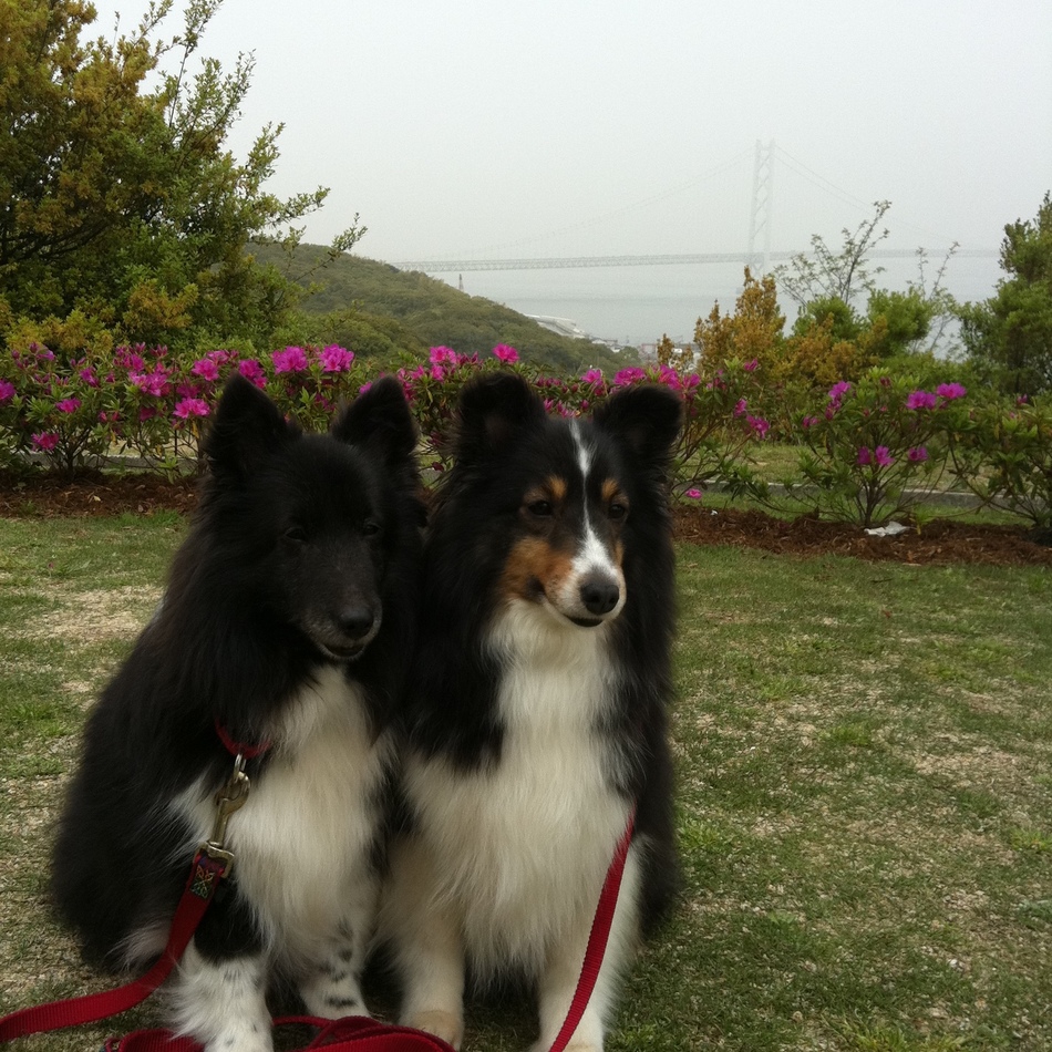 アニーのカバー写真