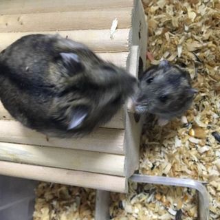 ジャンガリアンハムスターの里親募集です