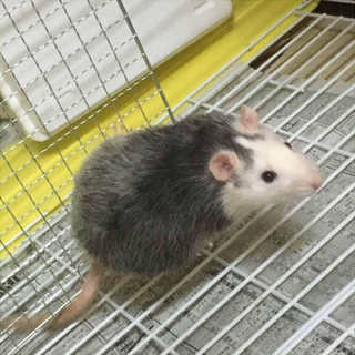 ファンシーラット♂