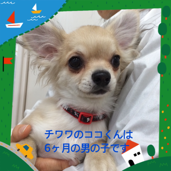 「非営利動物保護団体ととの...」(非営利動物保護団体ととのんのイベント #1033)