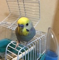 決まりました。ありがとうございます！