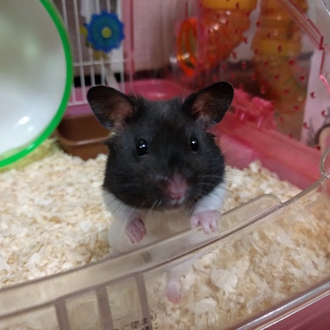 まいじゅんのカバー写真