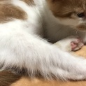 約三ヶ月♂子猫