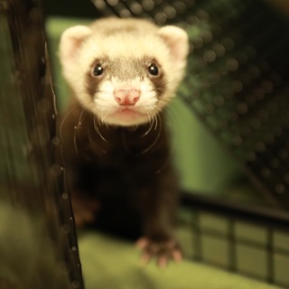 大切に育てていただける方