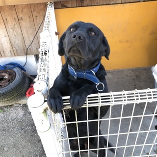 里親さんお願いします