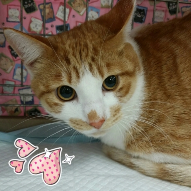 西三河 Dog & Catのカバー写真