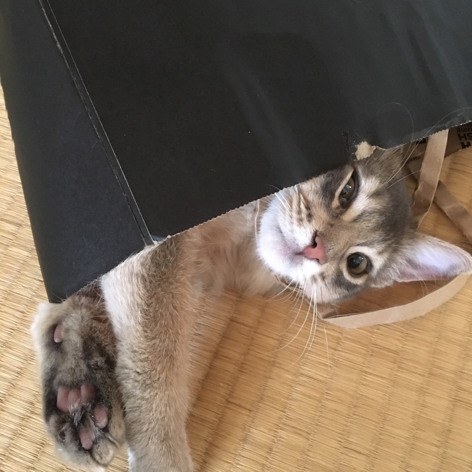 てんまるのカバー写真