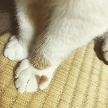 ハート