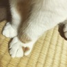 ハート