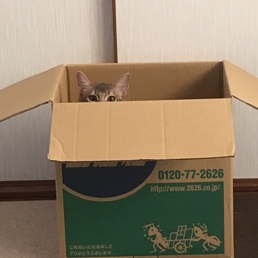 かくれんぼ♪……見えてますよ（笑）