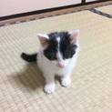 やんちゃなコマル