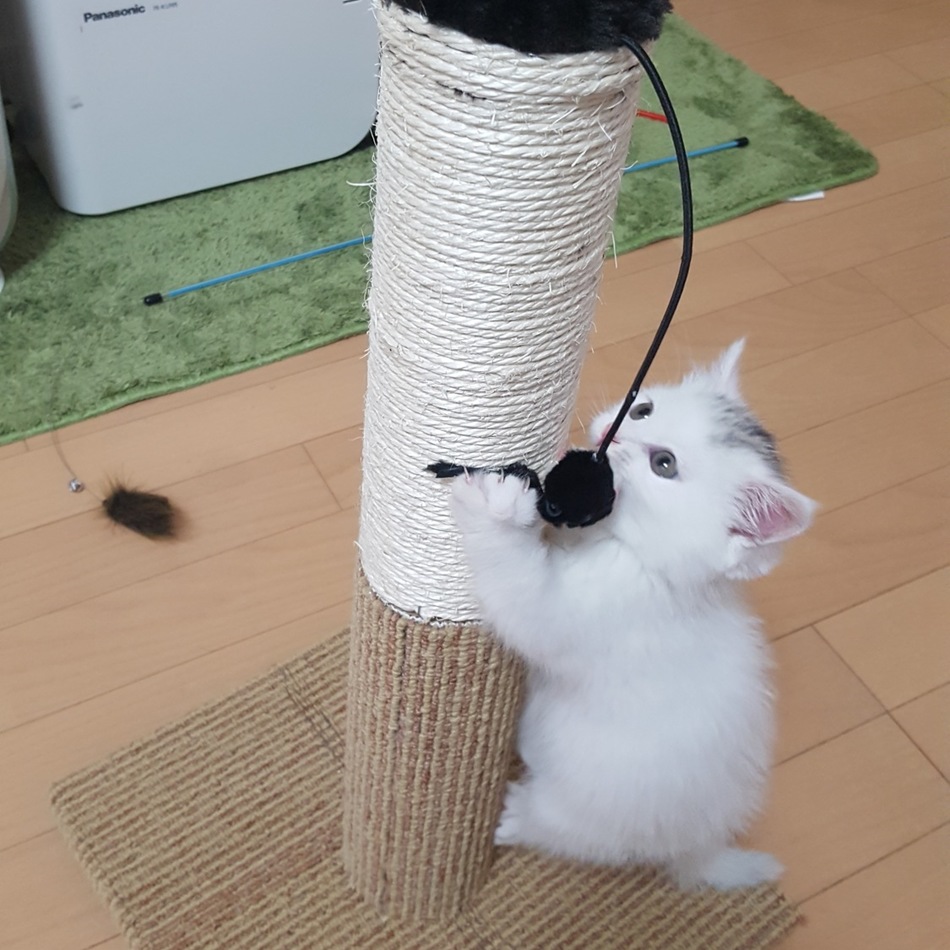 ふゆのカバー写真