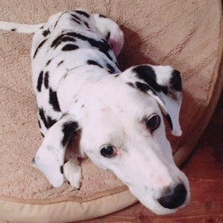 老犬エマちゃん穏やかに過ごしてくださるご家族募集