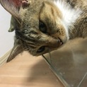 可愛いキジ猫